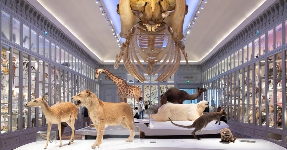 Muséum de Bordeaux