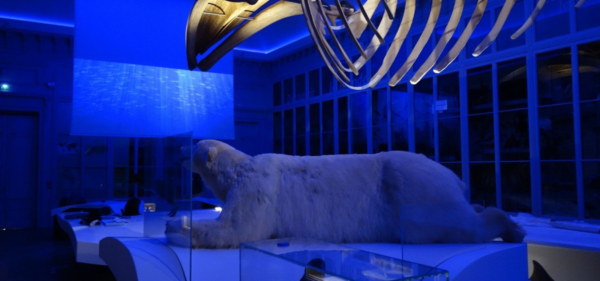Muséum de Bordeaux — Un show multimédia
